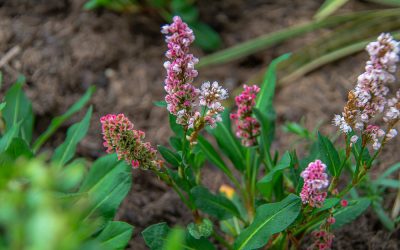 Artikel – Pflanzen gegen Unkraut