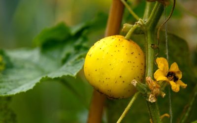 Gemüse des Jahres – Bella Limonella