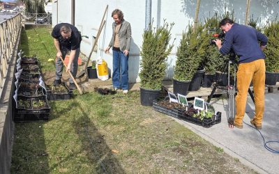 ORF Gartentipp: Was blüht denn schon? Rasenstauden im Fokus