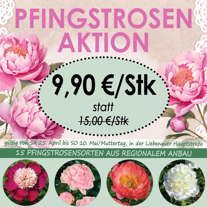 Vib 25. April bis 10. Mai sind 15 Sorten Pfingstrosen aus regionalem Anbau bei uns in Aktion. 9,90€ statt 15,00€